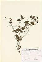 藏品(小葉括根)的圖片